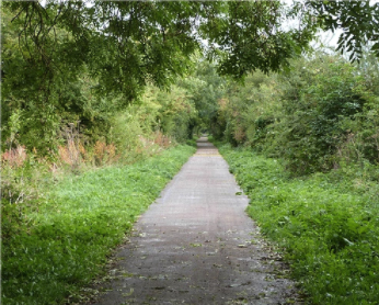 path through trees